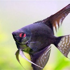 black angelfish 500x500 1 300x300 1