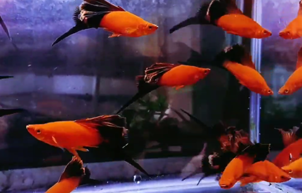 Red Black WAG Swordtail (M)