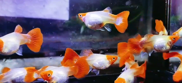 Blonde Koi Guppy