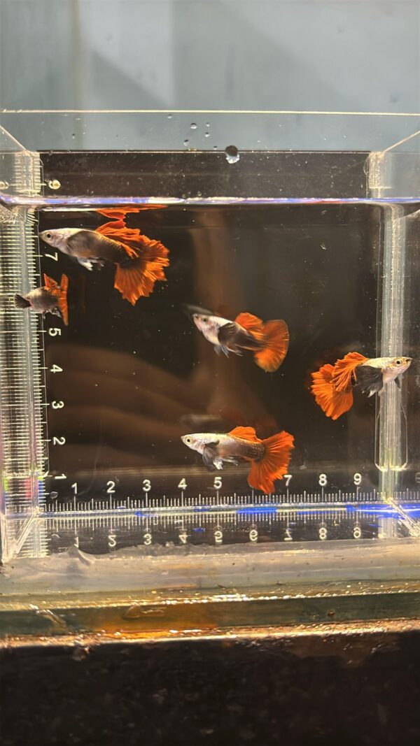 Red Dumbo Ear Guppy