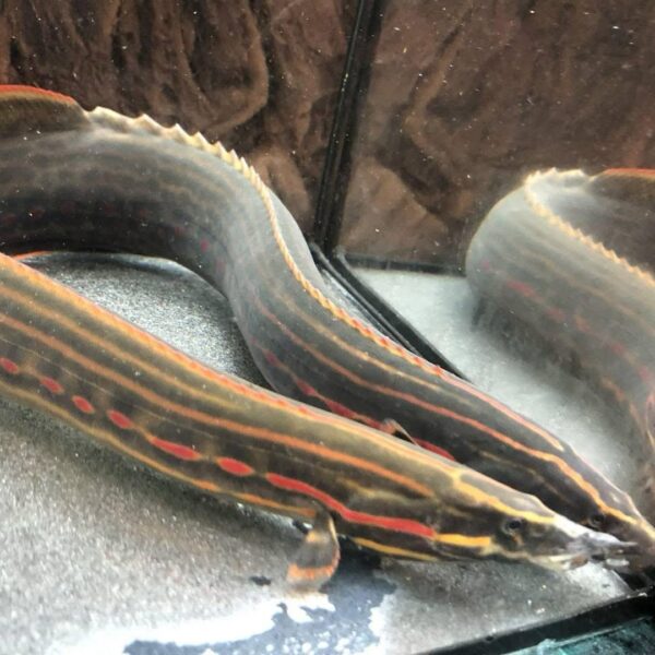 Fire eel