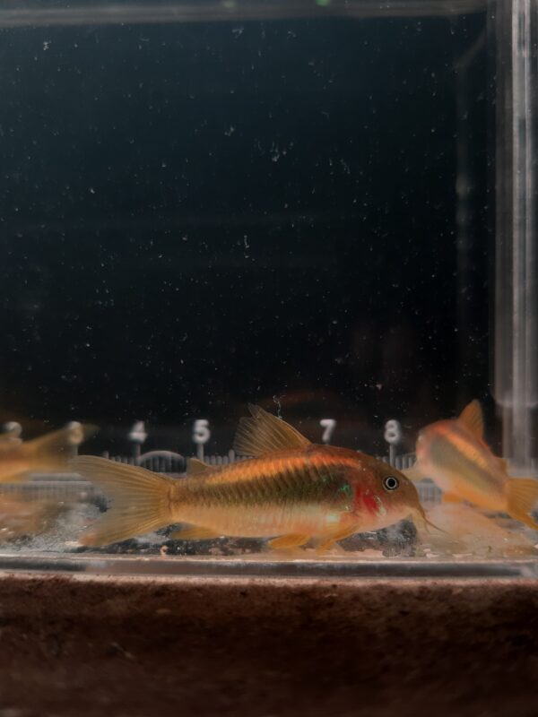 Gold Laser Corys (CW010)