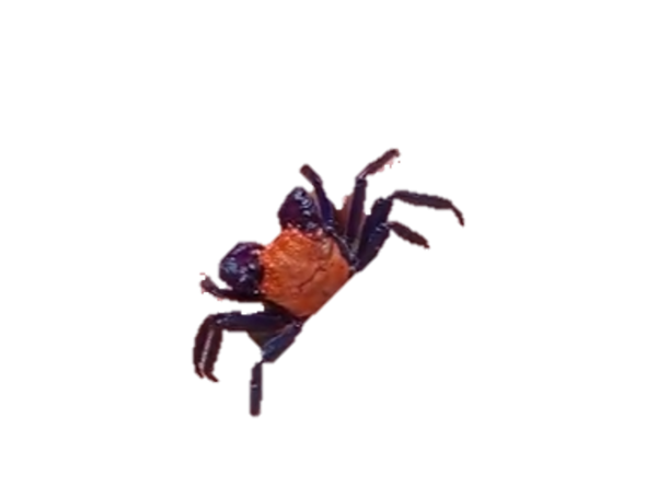 Halloween Vampire Crab