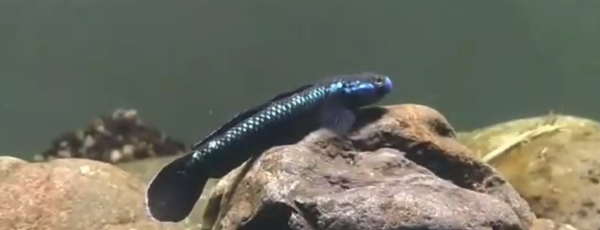 Electric Blue Neon Dwarft Goby Fish