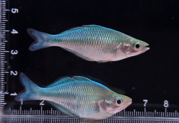 Lacustris Rainbowfish