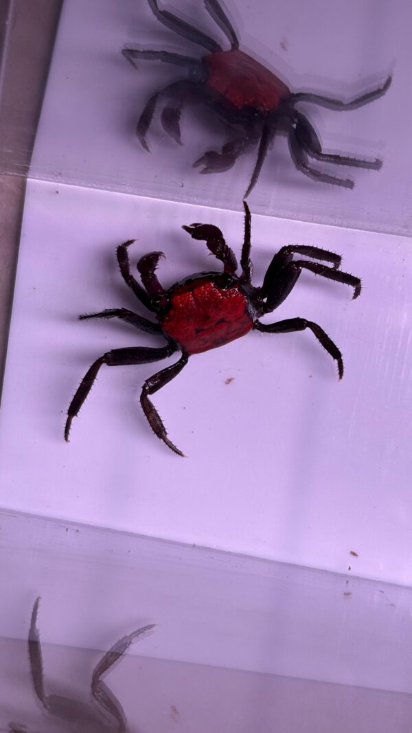 Halloween Vampire Crab