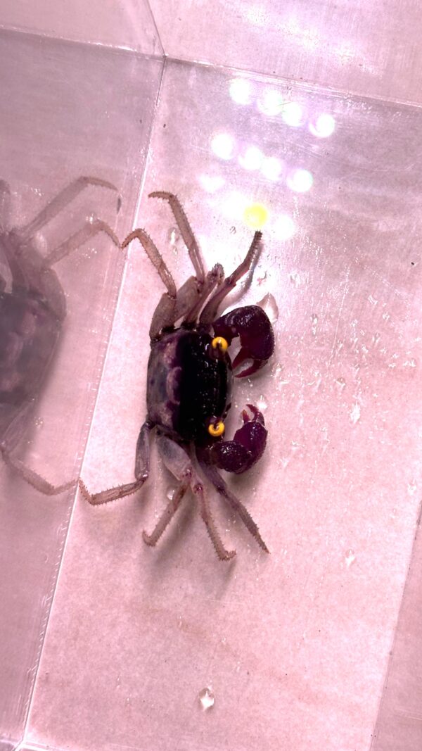 Orchid Vampire Crab