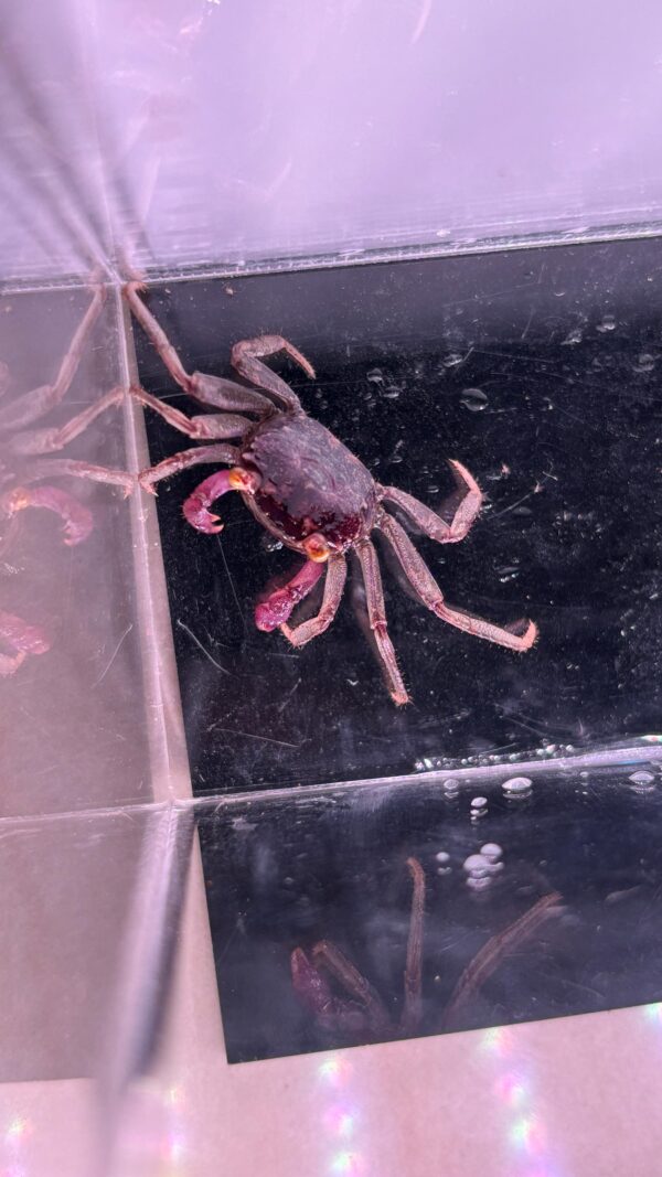 Purple Vampire Crab
