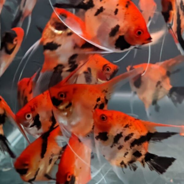 Red Devil Angelfish