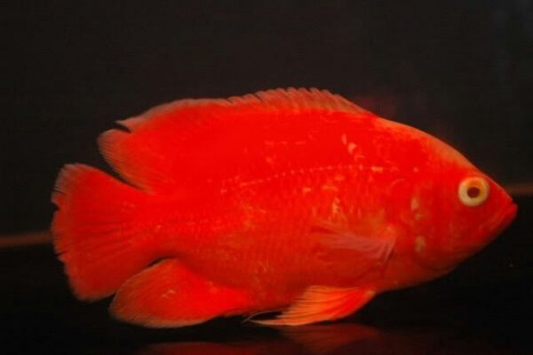 Red Chili Oscars Fish