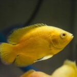 Lemon-Oscar