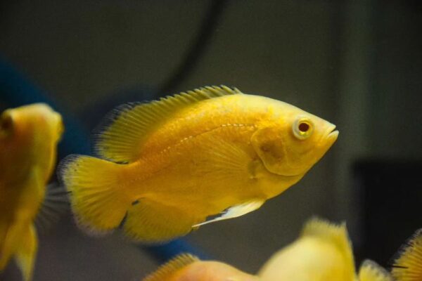 Lemon Oscars Fish