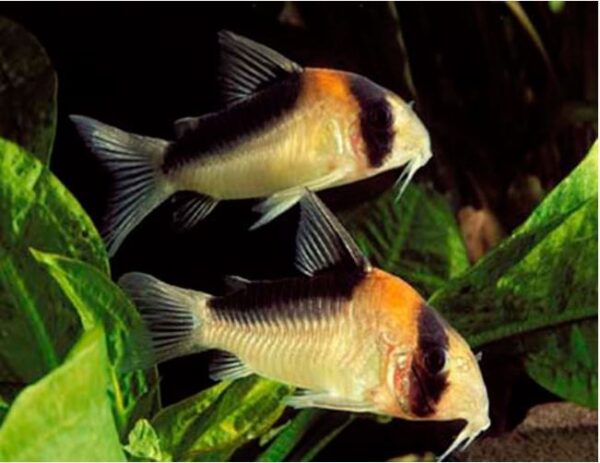 Aldofo's Cory's