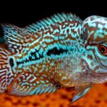Flowerhorn-Cichlid-Featured-Img