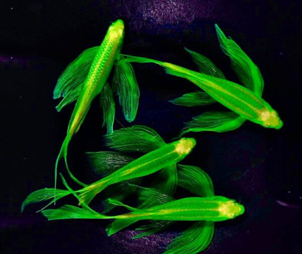 Green Danio Longfin