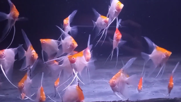 Red Cap Albino Angelfish