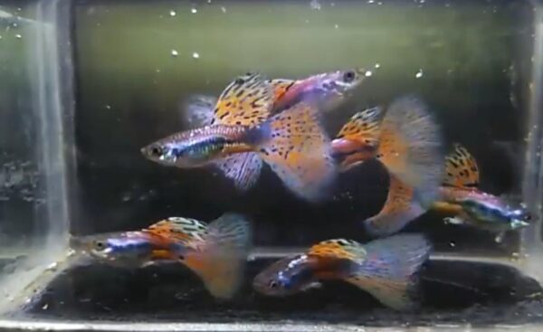 Red Grass Guppy Fish (C tail)