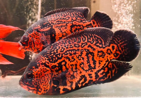 Tiger Oscar Fish