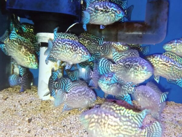 Electric Blue Jack Dempsey (EBJD)