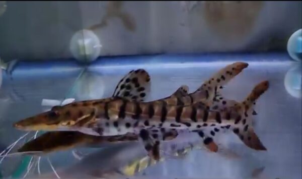Tiger Shovelnose Catfish (Butterfly Catfish)