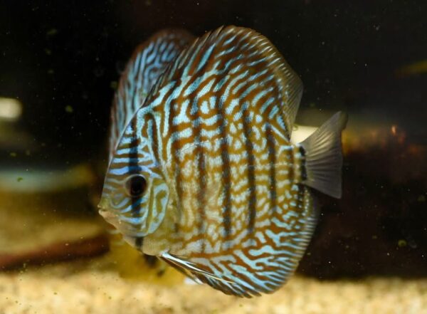 Blue Turqoise Discus Fish
