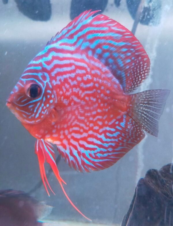 Mosaic Red Discus Fish