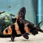 chinese-high-fin-banded-shark-768x512