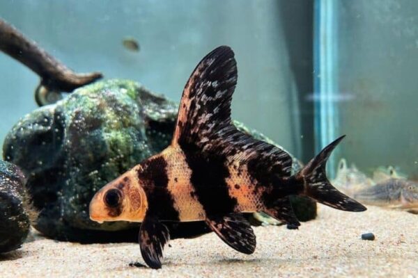 Chinese Highfin Banded Shark