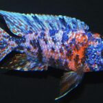 ob-peacock-red-flush-..