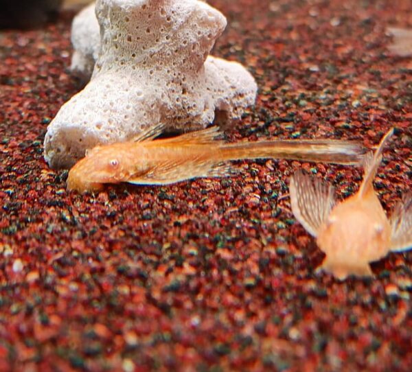L144 (Bristlenose) Albino Longfin Pleco's