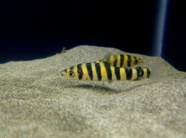 Banded Leporinus