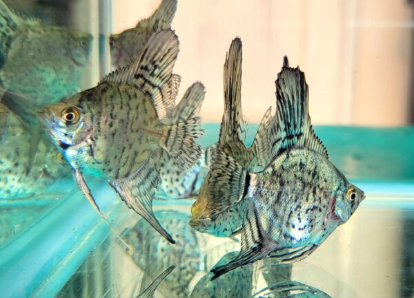 Leopard Angelfish