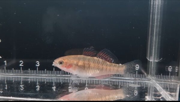 Empire Gudgeon