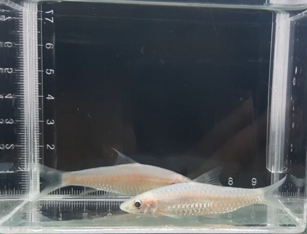 Platinum Roseline Barb