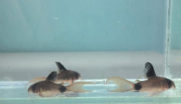 Cory's Panda Longfin