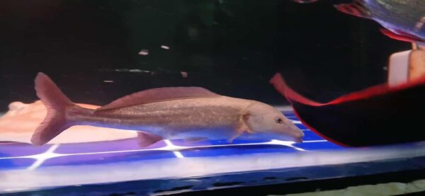 Freshwater Dolphin Fish