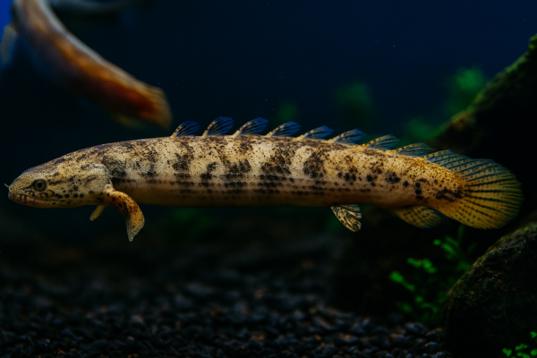Marble Bichirs Fish