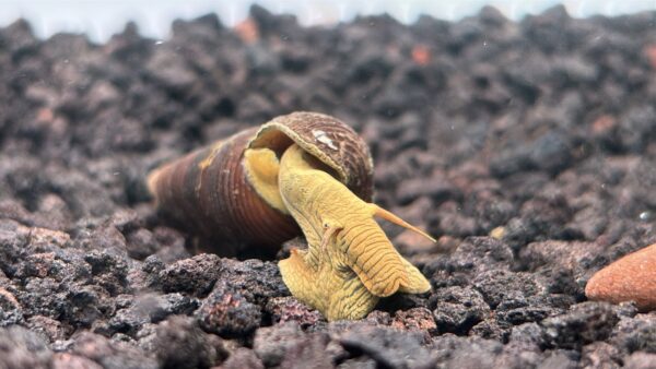 Yellow Rabbit Snails