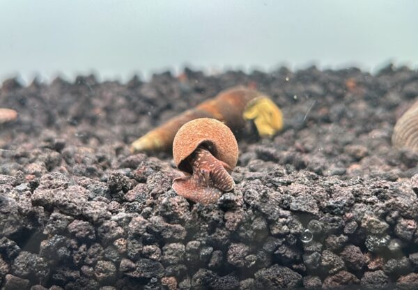 Milk Chocolate Rabbit Snails