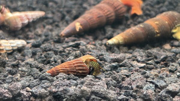 Mini Gold Rabbit Snails