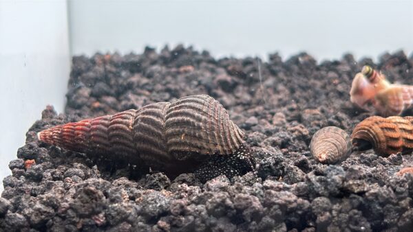 White Spotted Galaxy Rabbit Snails