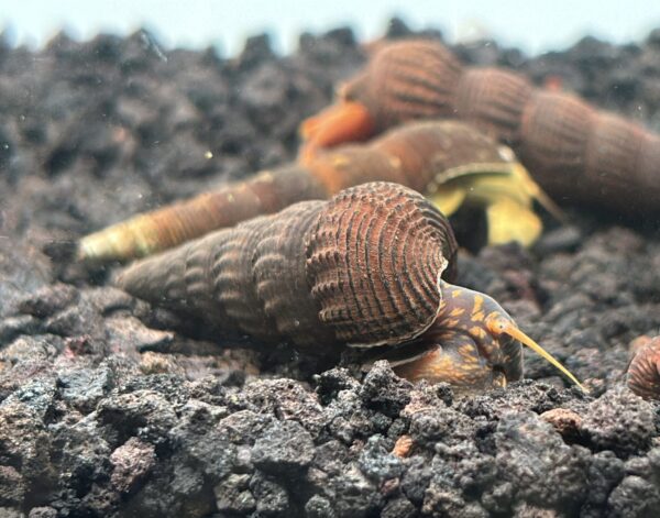 Yellow Flake Rabbit Snails