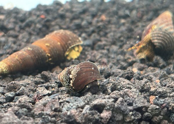 Triangle Rabbit Snails