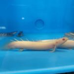 ( LIFE ) ALBINO BICHIR POLYPTERUS SENEGALUS FRESH WATER 4INCI