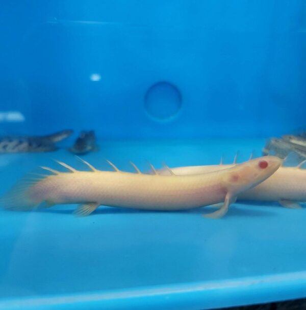 Albino Senegalus Bichirs