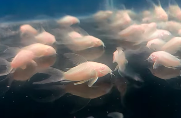 Albino Longfin Cory's