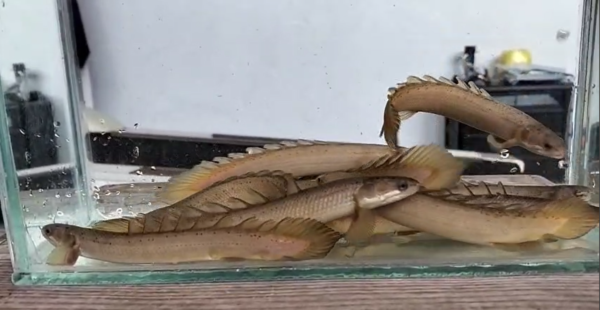 Golden Senegalus Bichirs