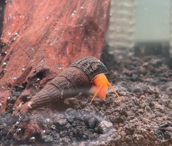 Mini Orange Rabbit Snails