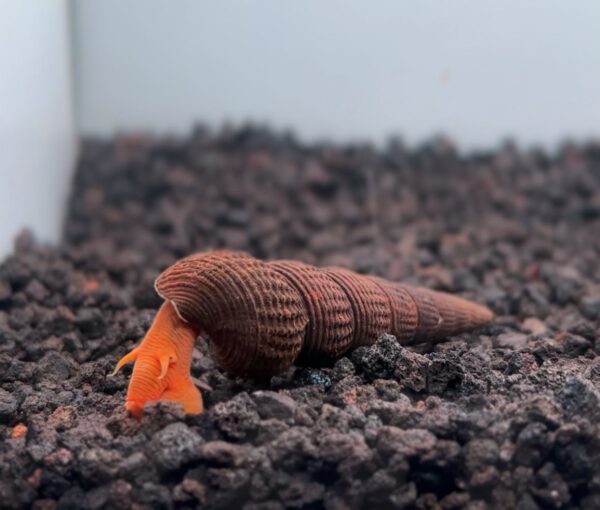 Big Orange Rabbit Snails